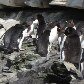 Ilhas Malvinas: 30 anos depois da Guerra