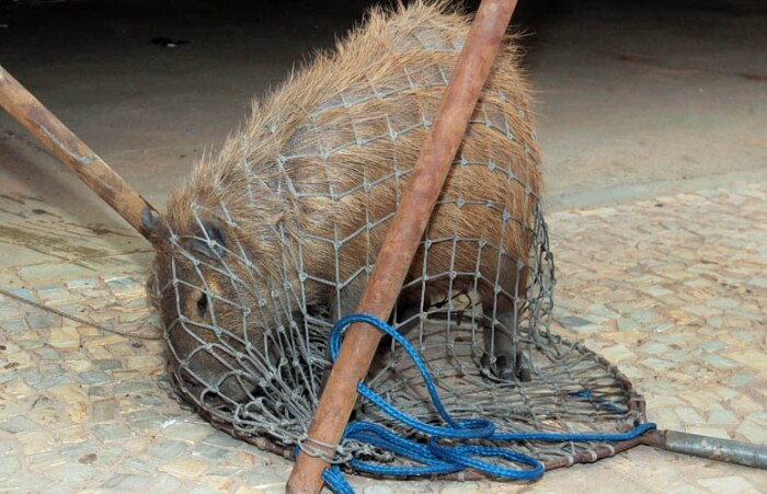 Capivara grávida se abriga debaixo da rampa do STF, em Brasília