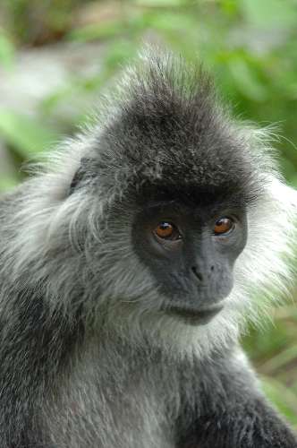 Lutung da Indochina (