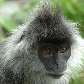 Lutung da Indochina (