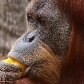 Animais ganham picolés no Jardim Zoológico do Rio de Janeiro 