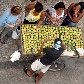 Novo levantamento lista plantas e animais invasores no Brasil Novo levantamento lista plantas e animais invasores no Brasil