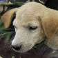 Forças Especiais da Indonésia salvam um filhote de cachorro em Sidorejo