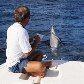 Animal recebeu nome porque consegue saltar fora d`água e rotacionar até sete vezes em torno de si