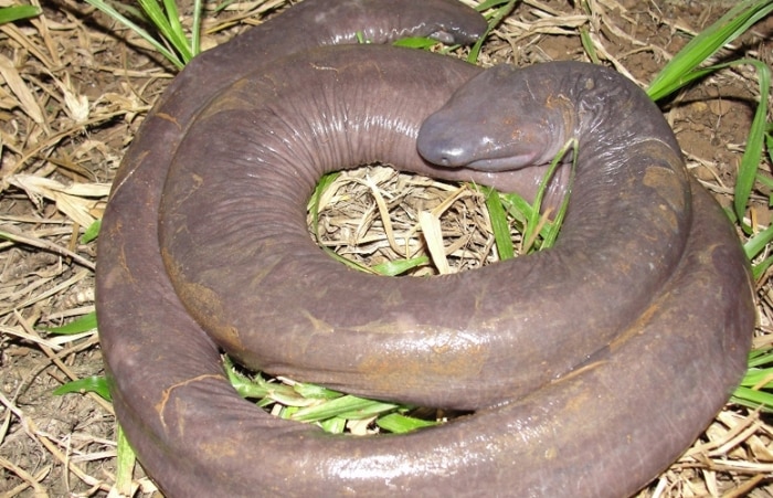 Cobras-cegas raras são encontradas em Rondônia