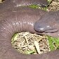 Cobras-cegas raras são encontradas em Rondônia Cobras-cegas raras são encontradas em Rondônia