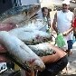 Polícia apreende cerca de uma tonelada de sardinha em Niterói e distribui na Rocinha Polícia apreende cerca de uma tonelada de sardinha em Niterói e distribui na Rocinha