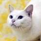 SP realiza feira de adoção com cães, gatos e até cavalos 