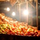 Conheça como funciona o imenso mercado a céu aberto de Belém Arte & Lazer - Banca de legumes do mercado a céu aberto - Foto: Julia Rettmann/AE