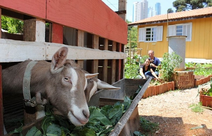Morar na cidade não é mais desculpa para não ter uma hortinha em casa
