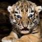 Filhotes de tigre siberiano na Dinamarca Filhotes de tigre siberiano na Dinamarca