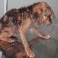 Cão que sobreviveu a tiro na cabeça dado pelo dono passa bem