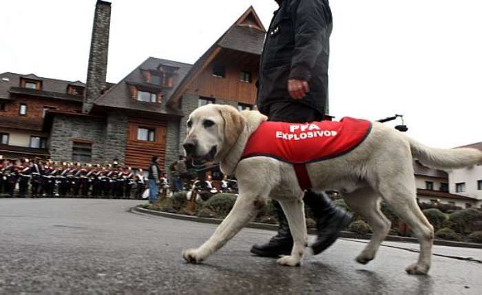 Cão farejador é usado na segurança pelo Esquadrão Antibombas da Argentina