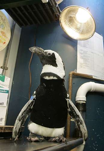 O pingüim Pierre, 25 anos, com o traje de banho que substituiu suas penas, depois que ficou careca