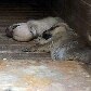 ONG recolhe 100 animais deixados para trás em Pinheirinho ONG recolhe 100 animais deixados para trás em Pinheirinho
