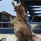 O cavalo capotou e o vaqueiro foi jogado no chão