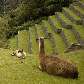 Llamas entre as ruínas de Machu Picchu Llamas entre as ruínas de Machu Picchu