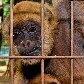 Zoológico de Sorocaba consegue primeiro filhote de muriqui Zoológico de Sorocaba consegue primeiro filhote de muriqui