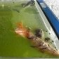 ONG recolhe 100 animais deixados para trás em Pinheirinho ONG recolhe 100 animais deixados para trás em Pinheirinho