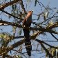Pássaro Alma-de-Gato (Piaya cayana) em Taboão da Serra, São Paulo.04/09/2011
