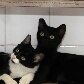 SP realiza feira de adoção com cães, gatos e até cavalos 