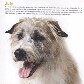 Projeto torna cães abandonados em estrelas de calendário Projeto torna cães abandonados em estrelas de calendário