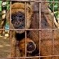 Zoológico de Sorocaba consegue primeiro filhote de muriqui Zoológico de Sorocaba consegue primeiro filhote de muriqui
