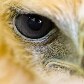 Filhotes raros nascem no Zoológico de São Paulo Filhotes raros nascem no Zoológico de São Paulo
