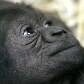 Zoo alemão tem novo morador Zoo alemão tem novo morador