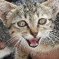 Cães e gatos são resgatados de templo inundado na Tailândia Cães e gatos são resgatados de templo inundado na Tailândia