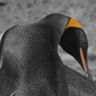 Ilhas Malvinas: 30 anos depois da Guerra Internacional - Pinguins Rei na desabitada Ilha Saunders, nas Malvinas - Foto: Solly Boussidan/AE