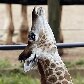 Morre girafa que nasceu no zoológico de São Paulo Morre girafa que nasceu no zoológico de São Paulo
