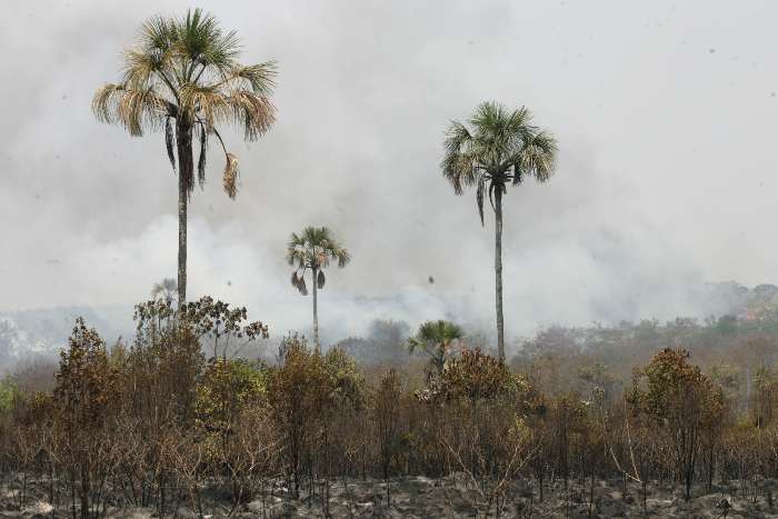 Incêndio na reserva de cerrado do Jardim Botânico, em Brasília.