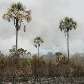 Incêndio na reserva de cerrado do Jardim Botânico, em Brasília. Incêndio na reserva de cerrado do Jardim Botânico, em Brasília.