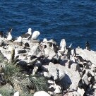 Ilhas Malvinas: 30 anos depois da Guerra Internacional - A ilha de West Point é habitada por uma enorme colônia de Pinguins Saltadores e Albatrozes de Sobrancelha - Foto: Solly Boussidan/AE