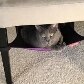 Marca lança rede para soneca de gatos