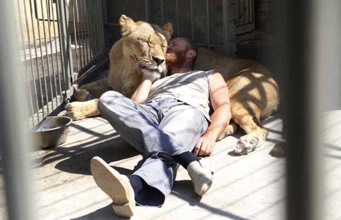 Artista e dono de zoológico decide passar cinco semanas dentro de jaula com leoa na Ucrânia