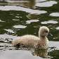 Quando são filhotes, cisnes negros têm penugem esbranquiçada. Quando crescem suas penas ficam pretas