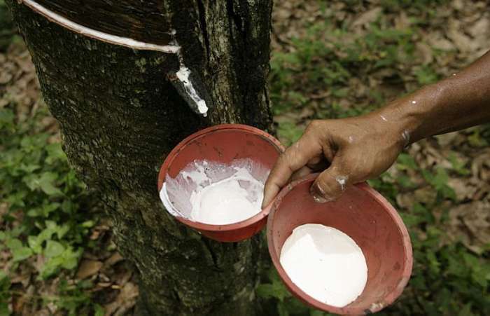 Trabalhador coleta látex de seringueira na Indonésia