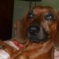 Prefeitura de Araraquara é condenada por sacrificar cachorro Prefeitura de Araraquara é condenada por sacrificar cachorro