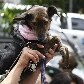 Cachorrinha em cadeira de rodas recebe água benta de padre Cachorrinha em cadeira de rodas recebe água benta de padre