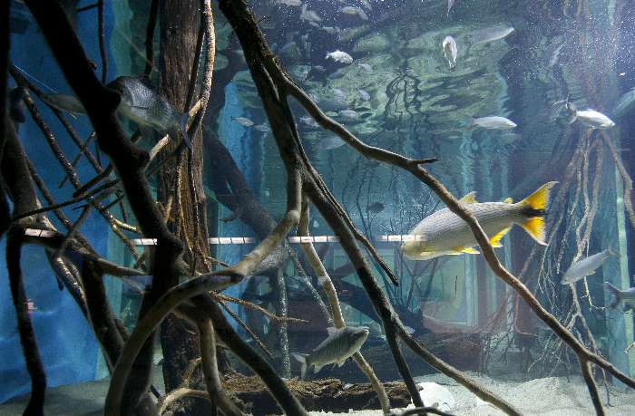 Entre as espécies expostas estão peixes como o dourado, matrinxã e pacu-caranha