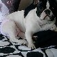 Cachorro inspira loja e estampa almofadas, canecas e camisetas Cachorro inspira loja e estampa almofadas, canecas e camisetas