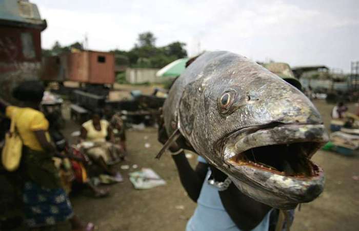 Pescador carrega peixe na praia de Lombolombo em Cabinda, Angola