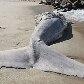 Uma baleia de aproximadamente 8 metros de comprimento apareceu morta na praia de Itaipuaçú, RJ