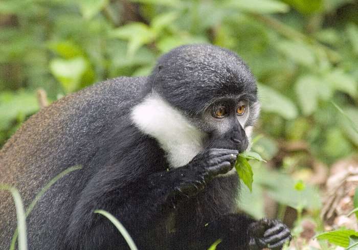 Macaco de L