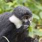 Macaco de L
