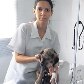 Cão que sobreviveu a tiro na cabeça dado pelo dono passa bem