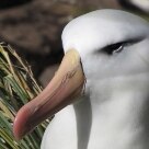 Ilhas Malvinas: 30 anos depois da Guerra Internacional - A ilha de West Point é habitada por uma enorme colônia de Pinguins Saltadores e Albatrozes de Sobrancelha - Foto: Solly Boussidan/AE