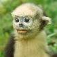 Macaco tonkin do nariz empinado (